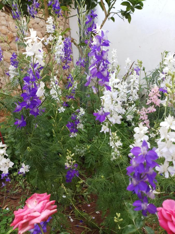 Mystery Garden Guest House Фамагуста Экстерьер фото