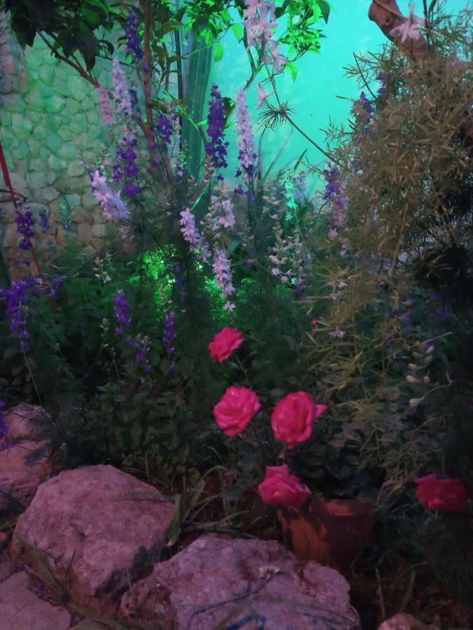 Mystery Garden Guest House Фамагуста Экстерьер фото