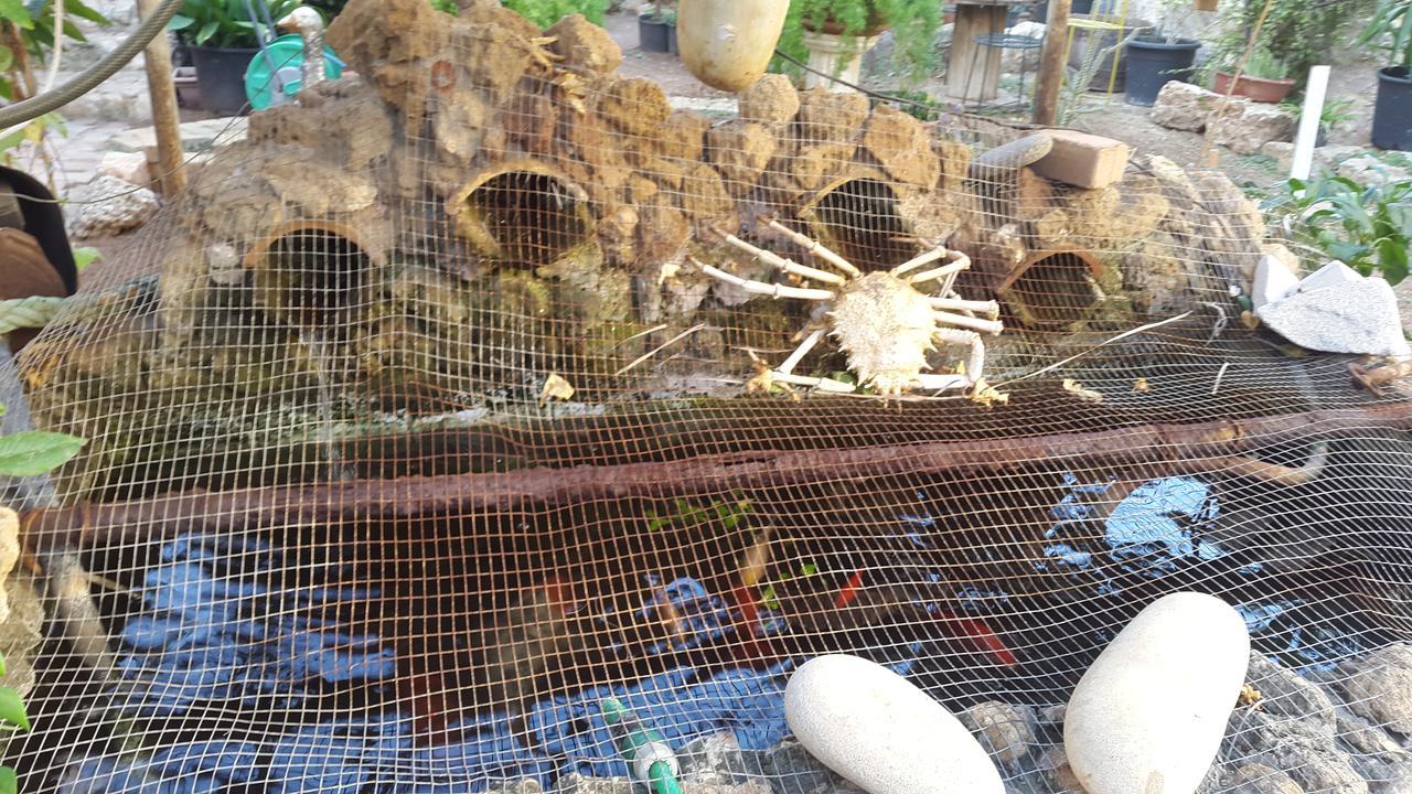 Mystery Garden Guest House Фамагуста Экстерьер фото